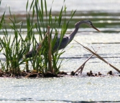 2016 06 11 WildLife MPLS 135